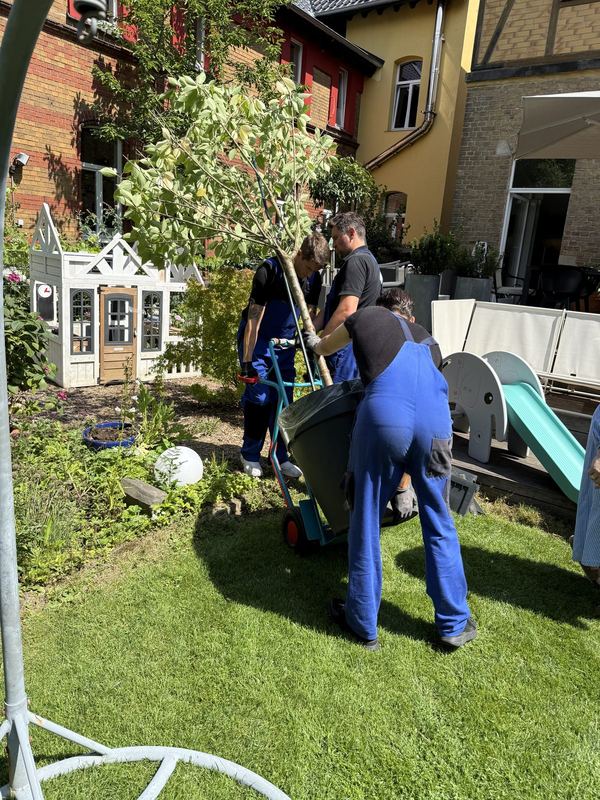 Mit einer Sackkarre bewegen drei Mitarbeiter einen hohen Kübelbaum über eine Terrasse