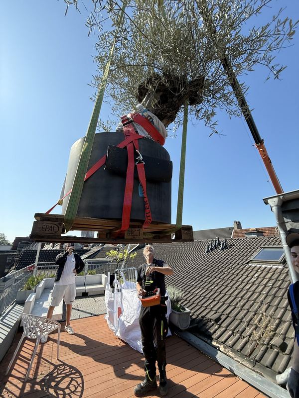 Ein großer Olivenbaum samt Pflanzkübel schwebt in Gurten hoch über einer Dachterrasse